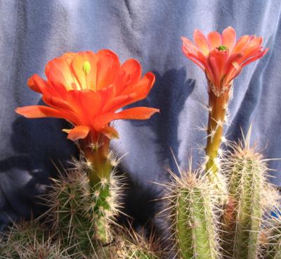 Herkunft: (Echinocereus scheeri)
<br />

<br />
México: Chihuahua: Basihuare, Yepacic, Divisadero, Humira
<br />
                     Sonora: Maycoba >steile, felsige Berge, 
<br />
                     Waldlichtungen/Humustaschen/ 1900.2200m 
<br />
                     NN